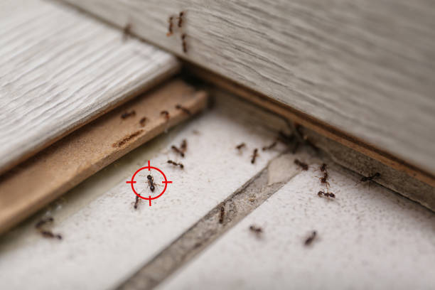 Pest Control for Restaurants in Sumter, SC